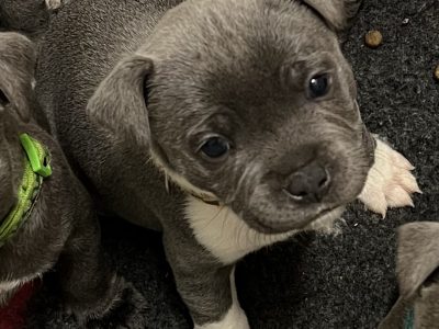 PUREBRED BLUE STAFFY (English) ready now