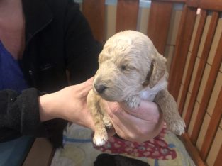 Labradoodle puppies available mid July