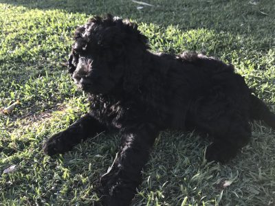 Groodle Puppies 🐾