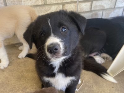 Border Collie X Alaskan Malamute puppies ready now