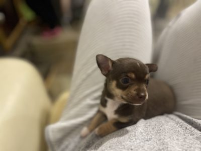 Purebred Female Chihuahua Puppy