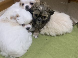 Maltese Shih Tzu puppies