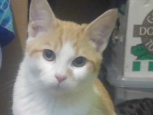 Angel, 5 months male kitten looking for good home
