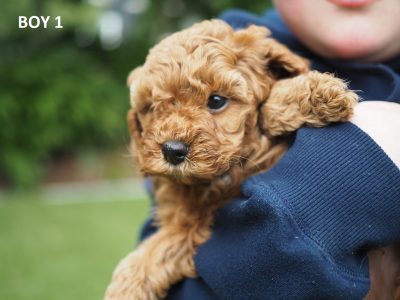 Cavoodle Puppies – Brisbane Location