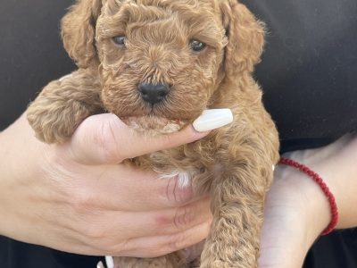 Toy poodle puppies