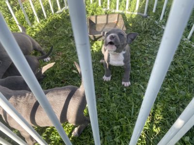 Pure Blue American Staffys