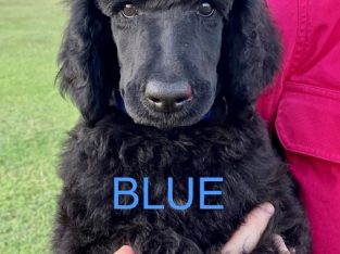 Purebred STANDARD POODLE PUPPIES
