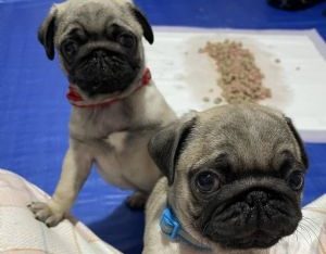 Two Lovely Pug Puppies