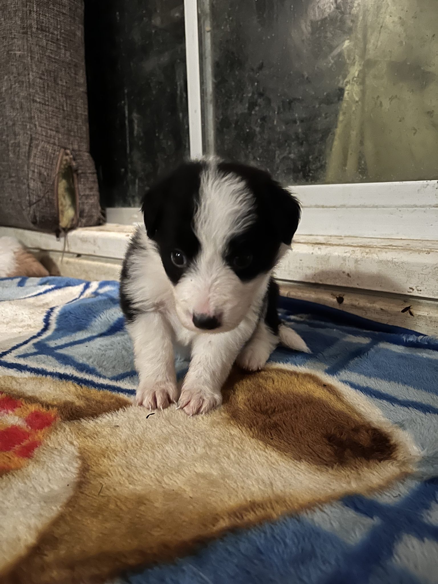 Purebred long haired border collie puppies