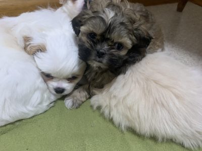 Maltese Shih Tzu puppies