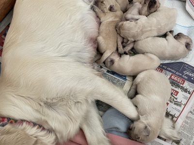 Purebred Golden Retriever puppies