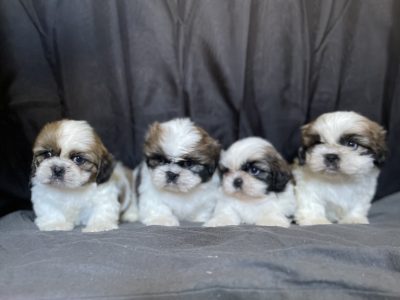 3 Purebred Shih tzu Boys