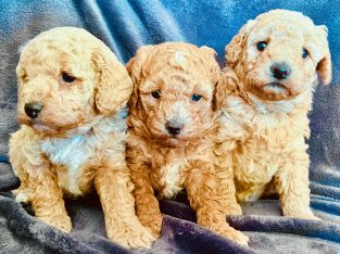 Adorable Cavoodle Puppies in Perth