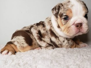 Merle British Bulldog Puppy, Chanel $4000