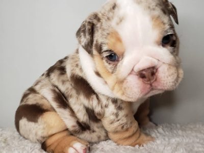 Merle British Bulldog Puppy, Chanel $4000