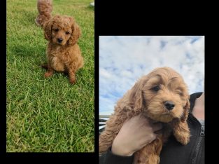 Cavoodle puppies ready now.