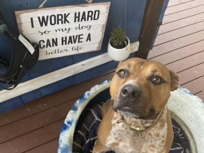 Tan + White Staffy x ACD for Re-homing