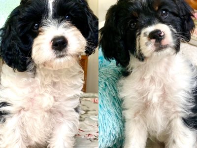 Cavoodle Puppies – 1st Generation