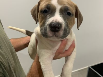 X3 purebred American staffys! READY NOW!