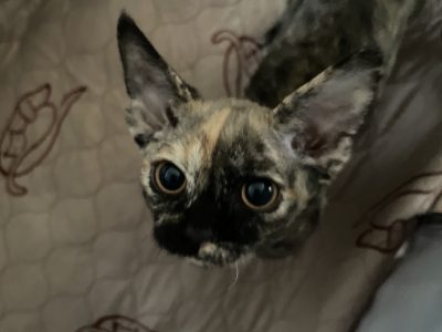 Devon Rex kittens