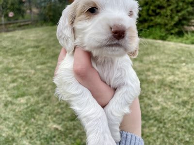 English Cocker Spaniel Purebred Puppies
