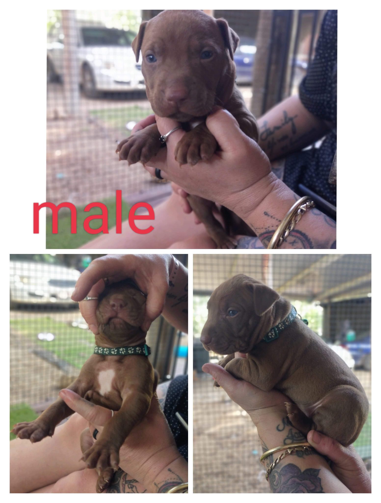 Red-Nose American Staffordshire Terrier