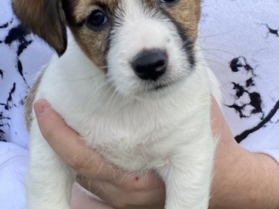 Purebred Jack Russell Pups