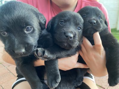 Goldador Puppies