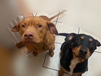 Rottweiler x American Staffordshire Puppies