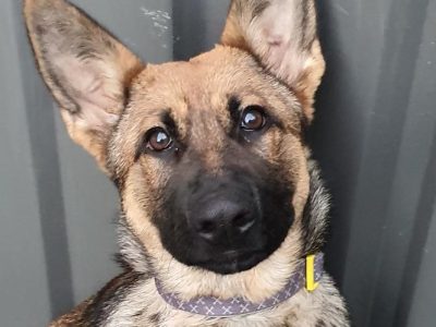 Purebred Female Obedience trained 7 months