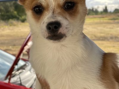 5 Pomeranian x Maltese pups available for adoption