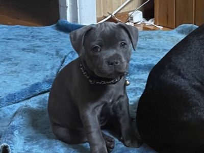 Staffordshire Bull Terrier Puppies