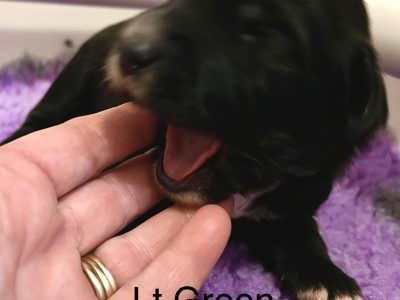 Border Collie x F1 Groodle Puppies