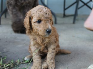 Cavoodle Puppies Second Generation