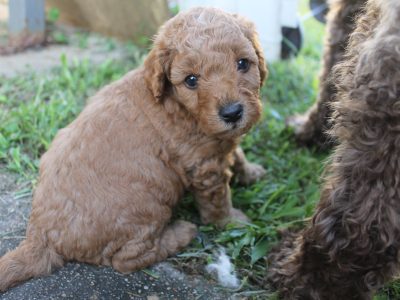 Cavoodle Puppies Second Generation