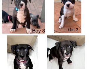 PUREBRED AMERICAN STAFFY PUPS AVALIABLE NOW