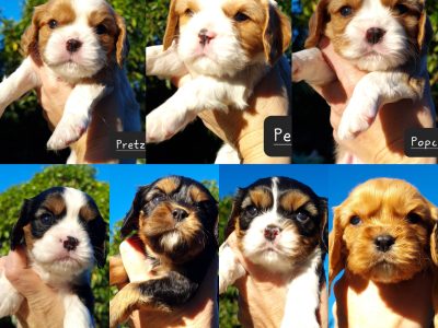 Purebred Cavalier King Charles pups