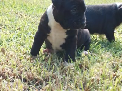 American Staffordshire Terrier Puppies