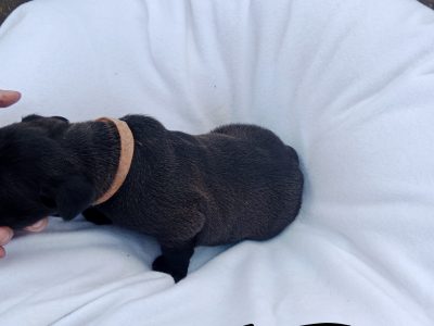 American Staffordshire Terrier puppies