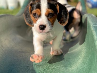 Cavalier x Jack Russel/Foxy