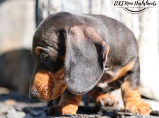 Male Mini Dachshund Pup