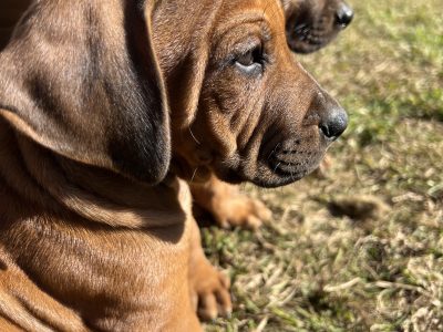 Purebred Rhodesian Ridgeback Puppies 8 week old