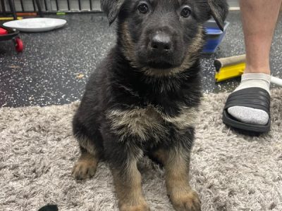 PUREBRED GERMAN SHEPHERD PUPPIES