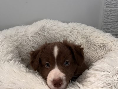 Purebred Border Collie puppy