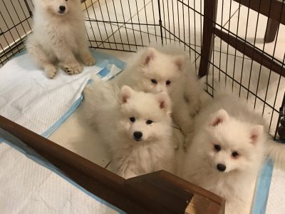 Cuddly Japanese Spitz Puppies!!