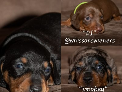 Purebred Miniature Dachshund Puppies
