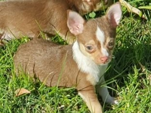 Purebred Chihuahua Tri Pups