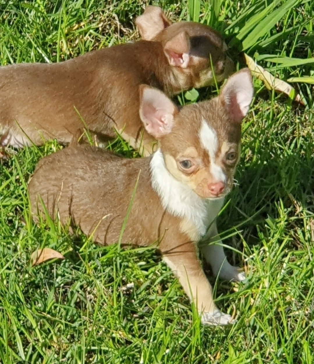 Purebred Chihuahua Tri Pups