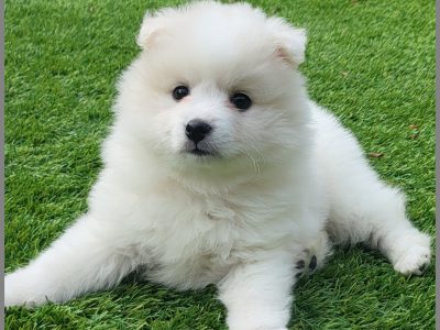 Japanese Spitz Litter Available 24th June 2022