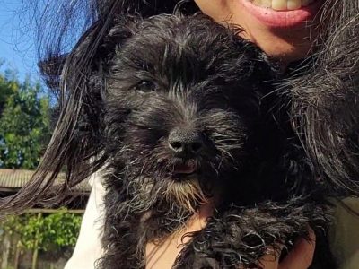 Miniature Schnoodle (Schnauzer x Poodle)